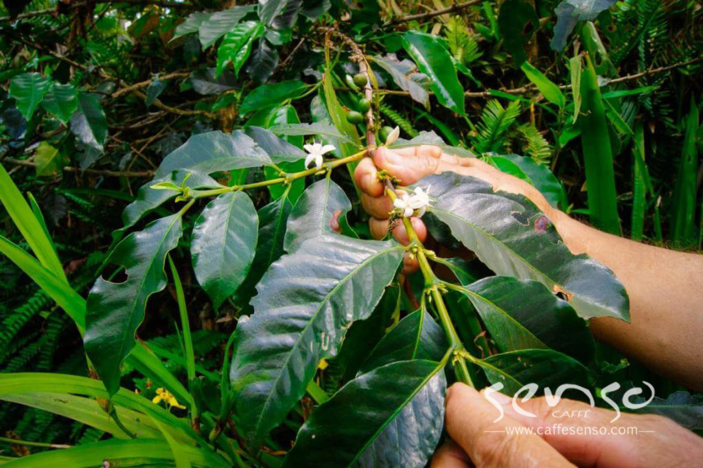 عکس شکوفه قهوه عربیکا کلمبیا 