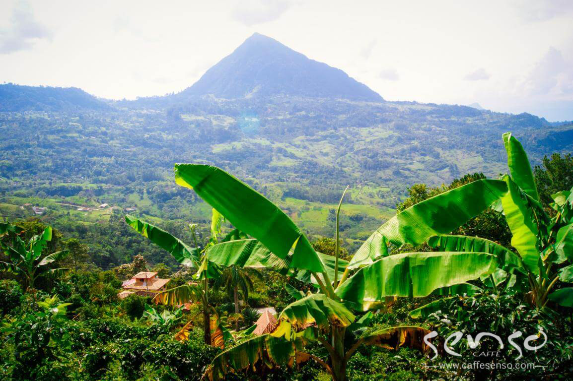 مزارع قهوه کلمبیا طبیعت کلمبیا 